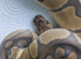 Clown Royal Python