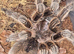 Adult Female G rosea