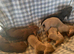 Miniature dachshund puppies