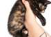 2 beautiful female kittens