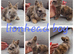Mini lop babies available