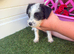 3 Beautiful Jackapoo Puppies Looking for Their Forever Homes