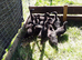 Beautiful Cayuga ducklings for sale.