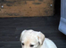 Georgous puppy&rsquo;s for sale