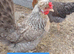 Cream Crested Legbar &times; Devon Blue &ndash; Blue Egg Layers