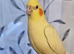 Hand reared silly tame cockatiels