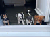Jack Russel puppy