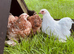 Pekin girls different colours