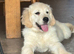Kennel club registered golden retriever boy