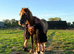 Red, 12.1/2 Welsh Cross gelding