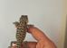 Citrus bearded dragon babies het translucent