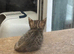 Stunning Bengal Kittens