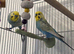 1 yr old Budgies