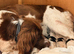 Beautifully marked pedigree springer spaniel puppies