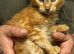Red Girl Maine Coon Kitten