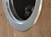 Breeding pair of conure
