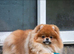 Beautiful Pomeranian Boys