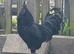 Pure Ayam Cemani cockrel