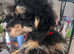 *2 STUDS AVAILABLE*FULL PEDIGREE SILVER & KC PHANTOM TOY POODLES