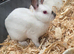 Young Himalayan buck Rabbits