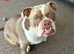 Female old tyme bulldogge
