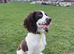 English Springer Spaniel