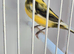 BEAUTIFUL COLOUR MALE CANARY