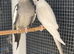 breeding pair