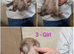 Gorgeous ferrets ready to go now