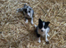 Beautiful mixed litter of border collies