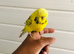 Beautiful semi hand tame exhibition budgies.