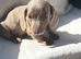 Miniature dachshund Isabella 2 boys