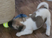 Beautiful puppies