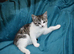 6 kittens for Sale