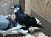 Three Baby pigeon