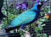 2025 DNA sexed Stunning Glossy Starlings