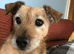 Wanted female puppy Jack Russell im in the Watford Herts area