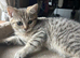 Gccf Handsome male British shorthair kitten