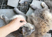 Female pedigree main coon cat looking for and indoor pampered life