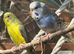 Breeding Pair of budgies