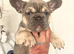 Beautiful lilac and tan fawn. 4th generation