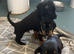 Doxiepoo F1 puppies