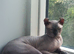 Sphynx for STUD/Mating