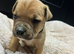 Staffordshire bull terrier pups