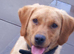 Labrador