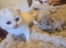 Adorable Scottish Fold Kittens looking for Forever Home