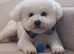 KC Registered bichon frise, new for stud