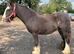 2yr old gelding