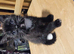 3 Adorable kittens looking for a forever home
