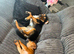 Golden female jack Russell